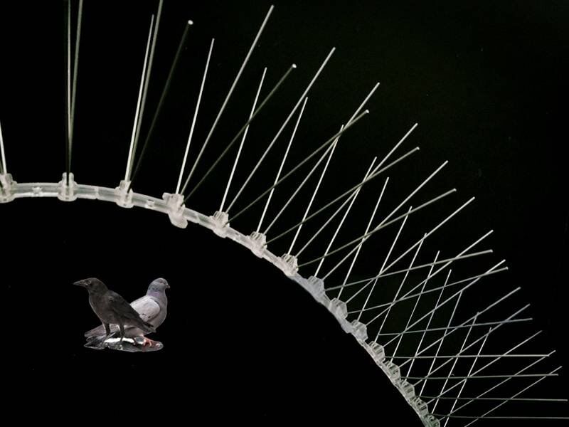 best pigeon spikes